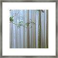 Forest Mist Framed Print