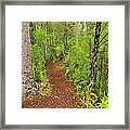 Forest Trail Framed Print