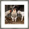 Four Animals, 3 Different Breeds. Framed Print