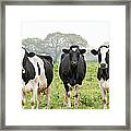 Four Holstein Friesian Cows Standing In Framed Print