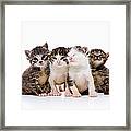 Four Kittens Framed Print