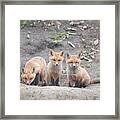 Fox Baby Framed Print