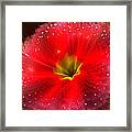 Fractal Flower Red 21 Framed Print