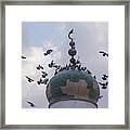 Free Flight Framed Print