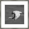 Freestyle In Monochrome Framed Print