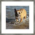 French Bulldog 02 Framed Print