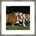 French Bulldog 52 Framed Print
