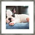 French Bulldog Puppy Sleeping On Knees Framed Print