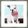 French Bulldog Puppy With Pink Bow Tie Framed Print