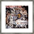 Fringed Blenny Mother Framed Print