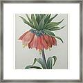 Fritillaire - Imperial Crown Flower Framed Print