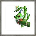 Frog  Agalychnis Callydryas  On A Green Framed Print