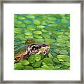 Frog From Duckweed In Pond Framed Print