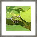 Frog Framed Print