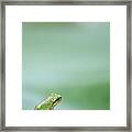Frog On Leaf Of Lotus Framed Print