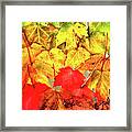 From Summer To Fall Framed Print