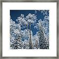 Frost And Snow Covered Trees, Colorado Framed Print