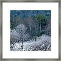 Frosted Branches Framed Print