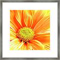 Full Frame Orange Daisy Macro Selective Framed Print
