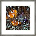 Fun At The Anemone Framed Print