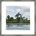 Dolphin Having Fun In The Bahamas Framed Print