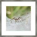 Funnel-web Spider Framed Print