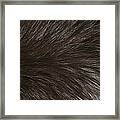 Fur Detail Framed Print