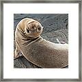 Fur Seal Otariidae Looking Back Upside Framed Print