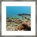 Galapagos Penguin Fishing Framed Print