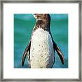 Galapagos Penguin On Isabela Island Framed Print