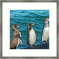 Galapagos Penguin Trio Framed Print