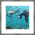 Galapagos Sea Lion Framed Print