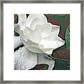 Gardenia Romance Framed Print