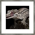 Gargoyle Gecko Framed Print