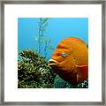 Gari Fish Framed Print