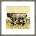 Gascon Bull 1895 Framed Print
