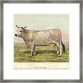 Gascon Cow 1901 Framed Print