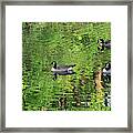Geese On Green Pond Framed Print