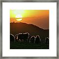 Gelada Baboons At Sunset In Simien Framed Print