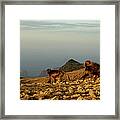 Gelada Baboons In Simien Mountains Framed Print