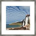 Gento Penguin And Chick On Coast Framed Print