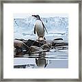 Gentoo Penguin, Antarctica Framed Print