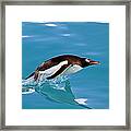 Gentoo Penguin Porpoising Through The Framed Print