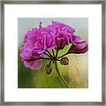 Geranium Rain Framed Print