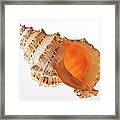 Giant Frog Shell Framed Print