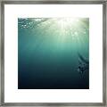 Giant Manta Ray Framed Print