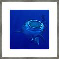 Giant Of The Sea Framed Print