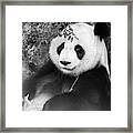 Giant Panda Framed Print