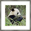Giant Panda Framed Print
