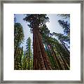Giant Sequoia Tree Framed Print